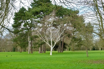 Obraz premium Birch among other trees in Valentine's Park