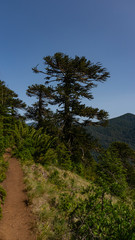  árbol, naturaleza, bosque, meditación, volcán, araucaria,montaña, asombro, sendero, trekking, caminata, senderismo, de naturaleza, araucaria, milenario, cielo, contemplación, volcanes