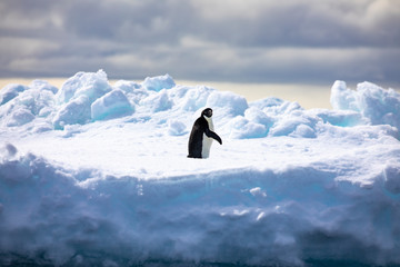 Penguin ice