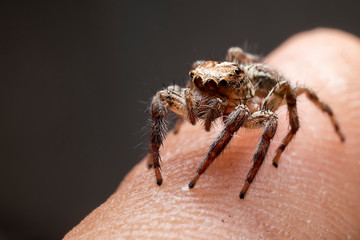 The jumping spiders or Salticidae on hand in the garden. The  spider on finger in the morning.