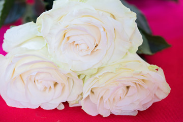 Three fresh white roses over pink background