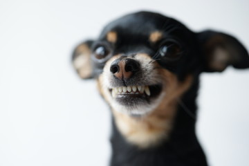 Close-up angry little black dog of toy terrier breed on a white background.Selective focus.