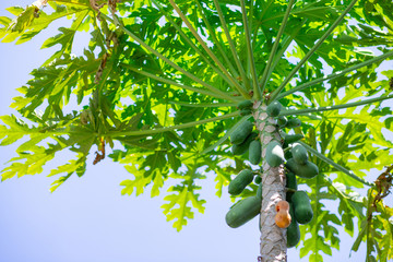 Ripe and raw papayas on tree in agriculture field
