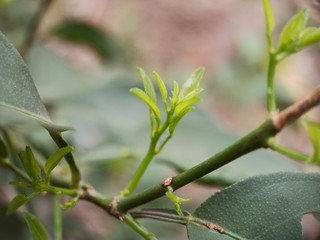 New twigs coming out from lemon plant stem