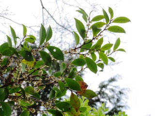 樒の花　春　日本の田舎