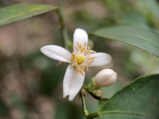 Lemon flower macro shot well focused blurred background