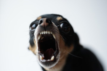 Close-up angry little black dog of toy terrier breed on a white background.Selective focus.