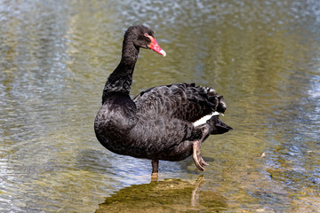 Black swan