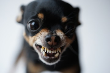 Close-up angry little black dog of toy terrier breed on a white background.Selective focus.