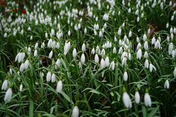 Obraz premium Close up of blooming spring blossom snow drop snowdrop (Galanthus Nivalis) 