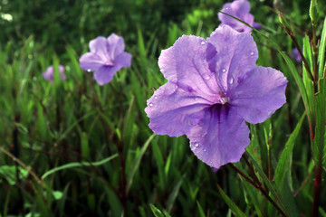 minnieroot or popping pod or cracker plant and drop of water in the garden