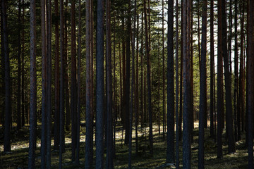 Winter sunny day in a pine forest, Russia.