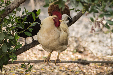White rooster perched