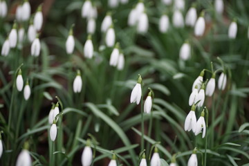 Close up of blooming spring blossom snow drop snowdrop (Galanthus Nivalis) 