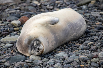 Naklejka premium Crabeater Seal