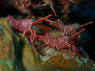 Bright red shrimp on coral