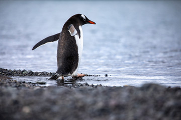 Penguin goes into the sea