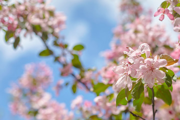 Spring flowers are blooming. Close up of pink blossoms against a bright, blue sky with clouds. Pastel color springtime background with copy space