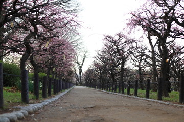 大阪城公園　大阪　日本