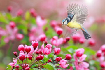 the azure bird flies near the branches of an Apple tree with pink flowers in the may spring garden