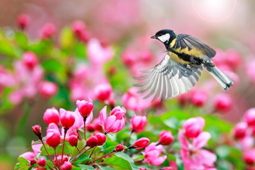 songbird tit flies at the branches of Apple trees with pink flowers in the may spring garden