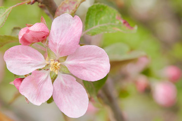 Spring flowers are blooming. Close up of pink blossoms. Pastel color springtime background with copy space