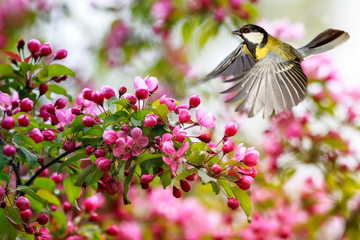 songbird tit flies at the branches of Apple trees with pink flowers in the may Sunny spring garden