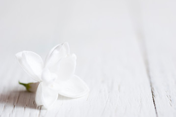 Fototapeta na wymiar White lilac