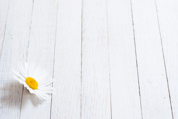 Obraz premium Chamomile on white wooden background
