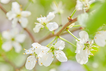 Spring flowers are blooming. Close up of white blossoms. Pastel color springtime background with copy space