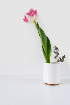 Pink tulip and eucalyptus leaves in a white vase vertical orientation photo.