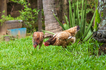 Galinhas criadas soltas no quintal.
