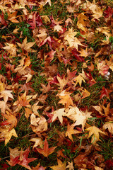 Autumn scene: red and yellow leaves in the city park on the grass