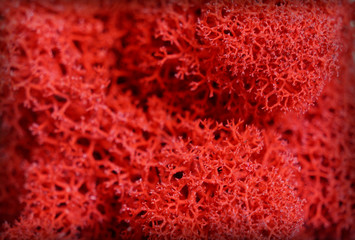red moss texture closeup for background and lettering
