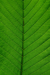 Green leaf background texture, macro