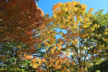 Fototapeta na wymiar Trees in autumn colors
