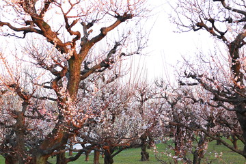 大阪城公園　大阪　日本