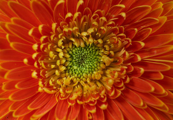 Close-up view of orange flower