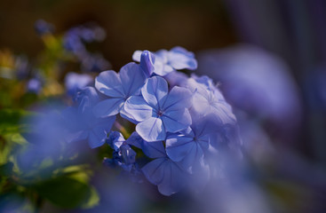 Small bunch of tiny purple flower