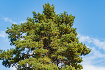 Huge ordinary pine Silvestris against blue sky. Sunny day in autumn landscape garden. Nature concept for design.