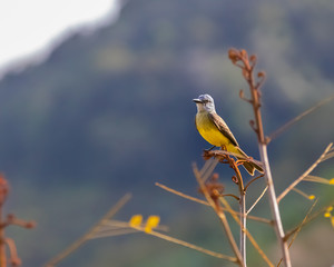A yellow bird perched on top of new sprouts on a tree