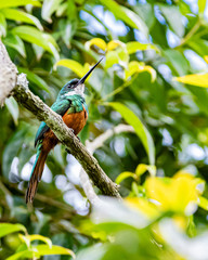 A colorful bird, long beak, sitting on its perch looking for insects