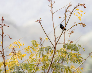 A colorful tiny bird perched on top of a tree near to new sprouts