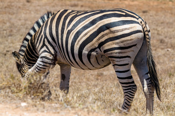 Zebra