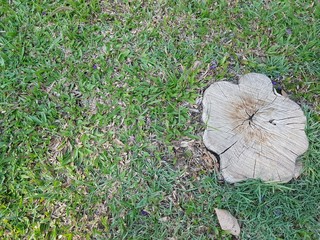 green leaf on the grass