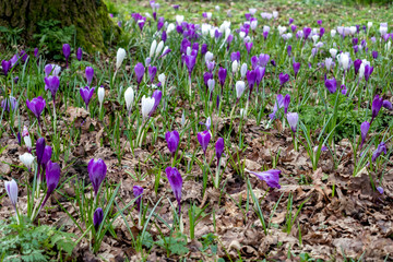 Crocuses flowering near East Grinstead
