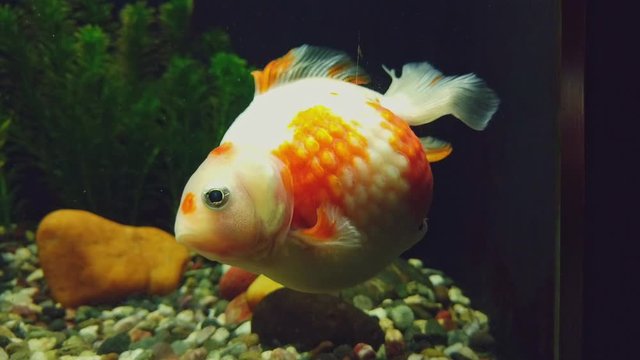 Goldfish Swimming In Glass Aquarium