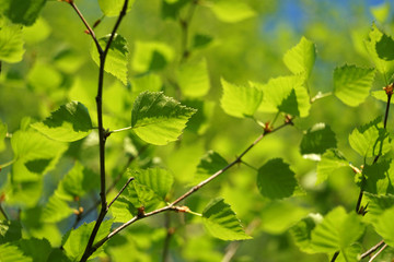 Leaves of birch in spring forest.