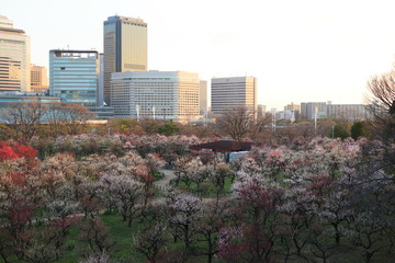 大阪城公園　大阪　日本