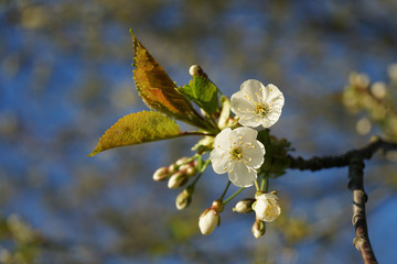 Fruit tree blossom in garden close-up.